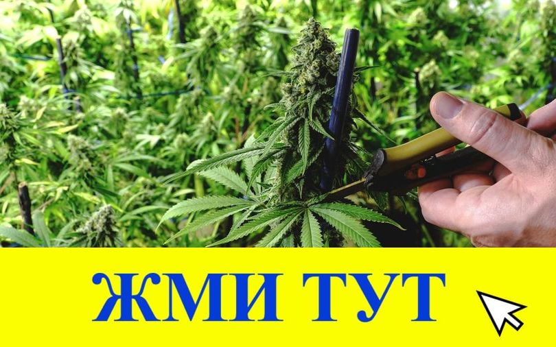 Купить наркотики в Тихорецке